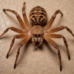 The Fascinating World of the Huntsman Spider: Nature's Agile Predator