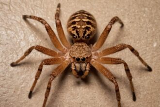 The Fascinating World of the Huntsman Spider: Nature's Agile Predator