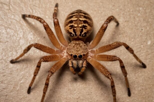 The Fascinating World of the Huntsman Spider: Nature's Agile Predator